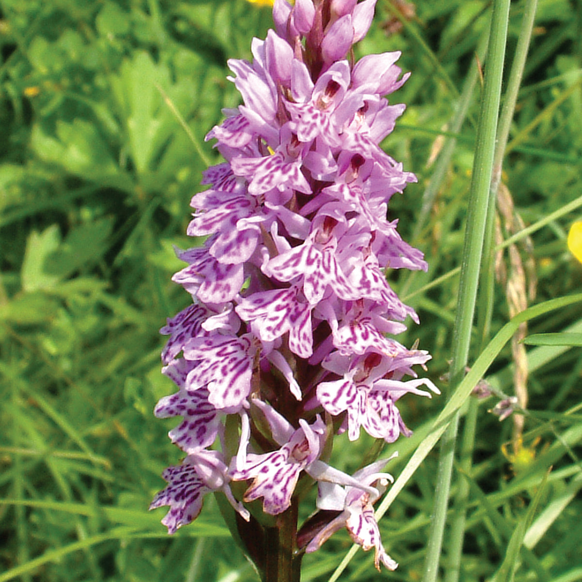 Spotted Orchid