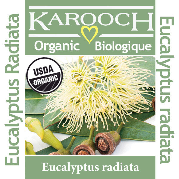 Eucalyptus, Radiata Organic (Eucalyptus radiata) South Africa