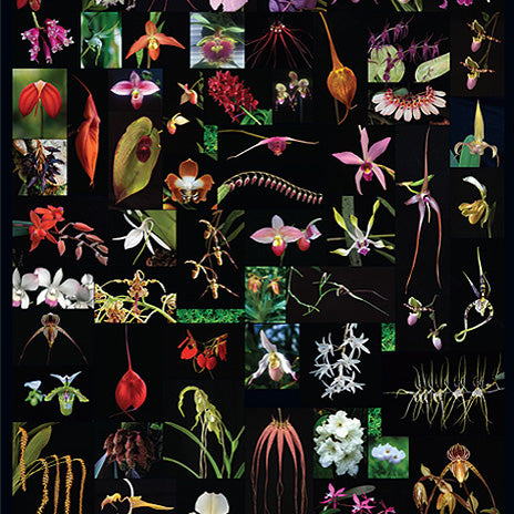 Orchid Poster A1