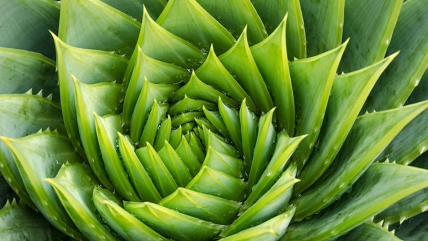 Organic Carrier Oils/Butters