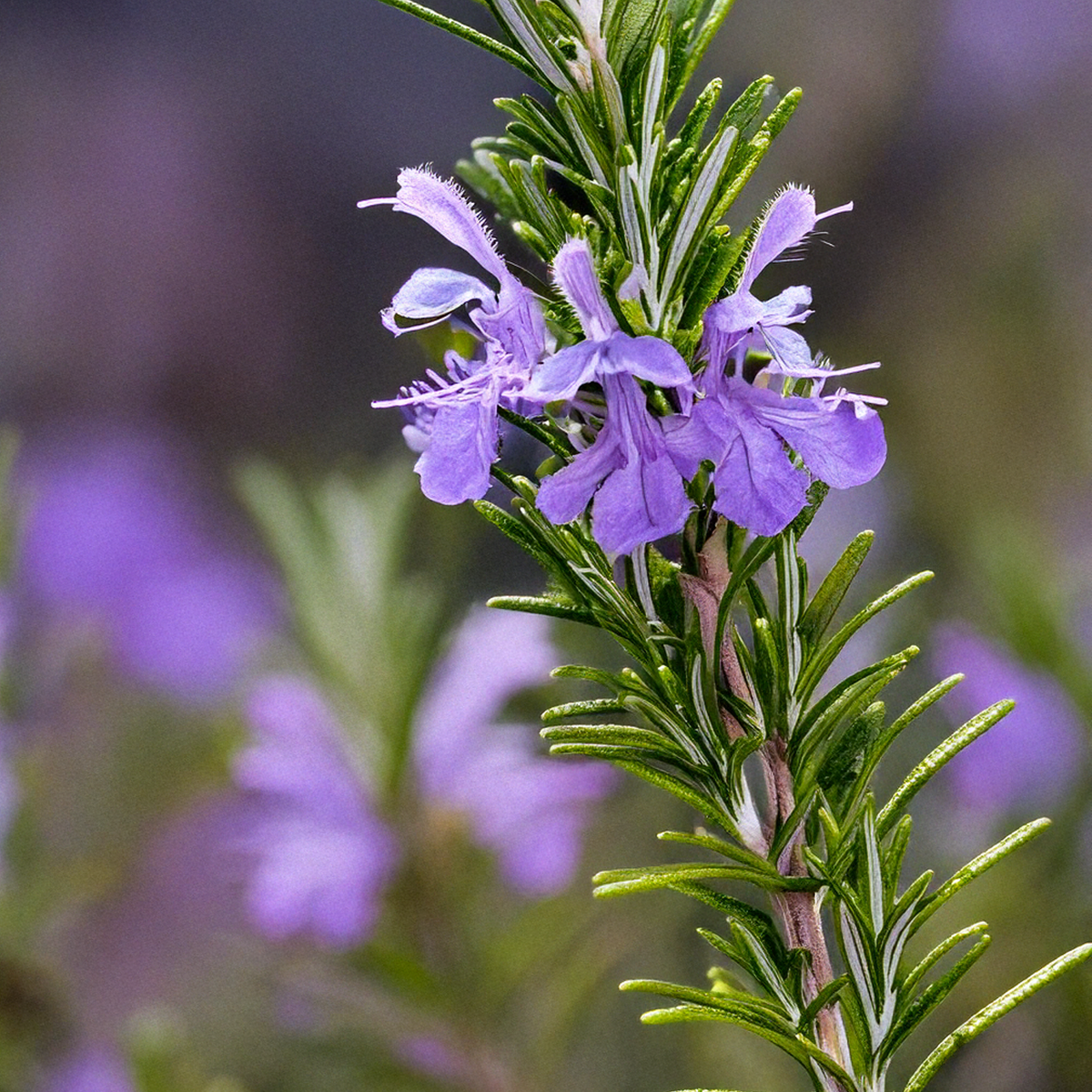Rosemary