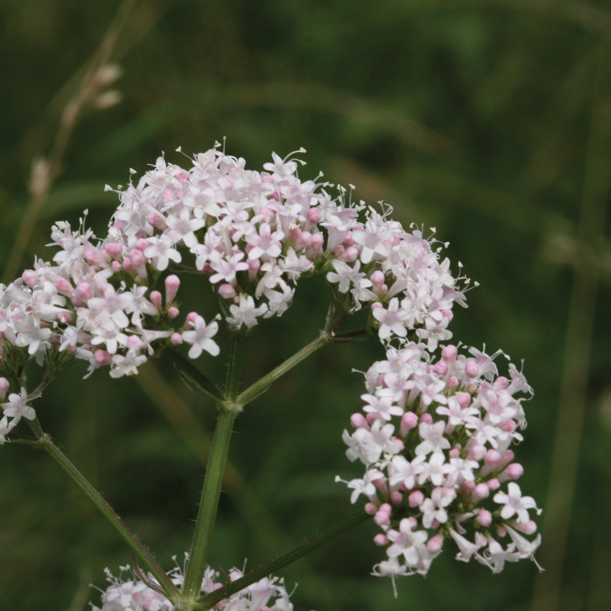 Valerian