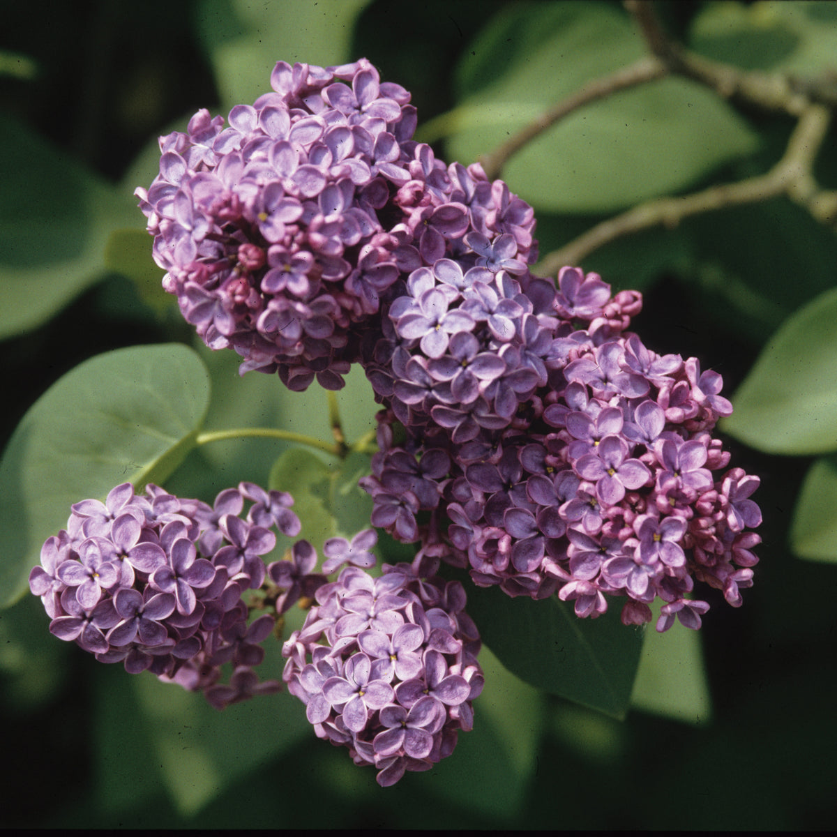 Lilas