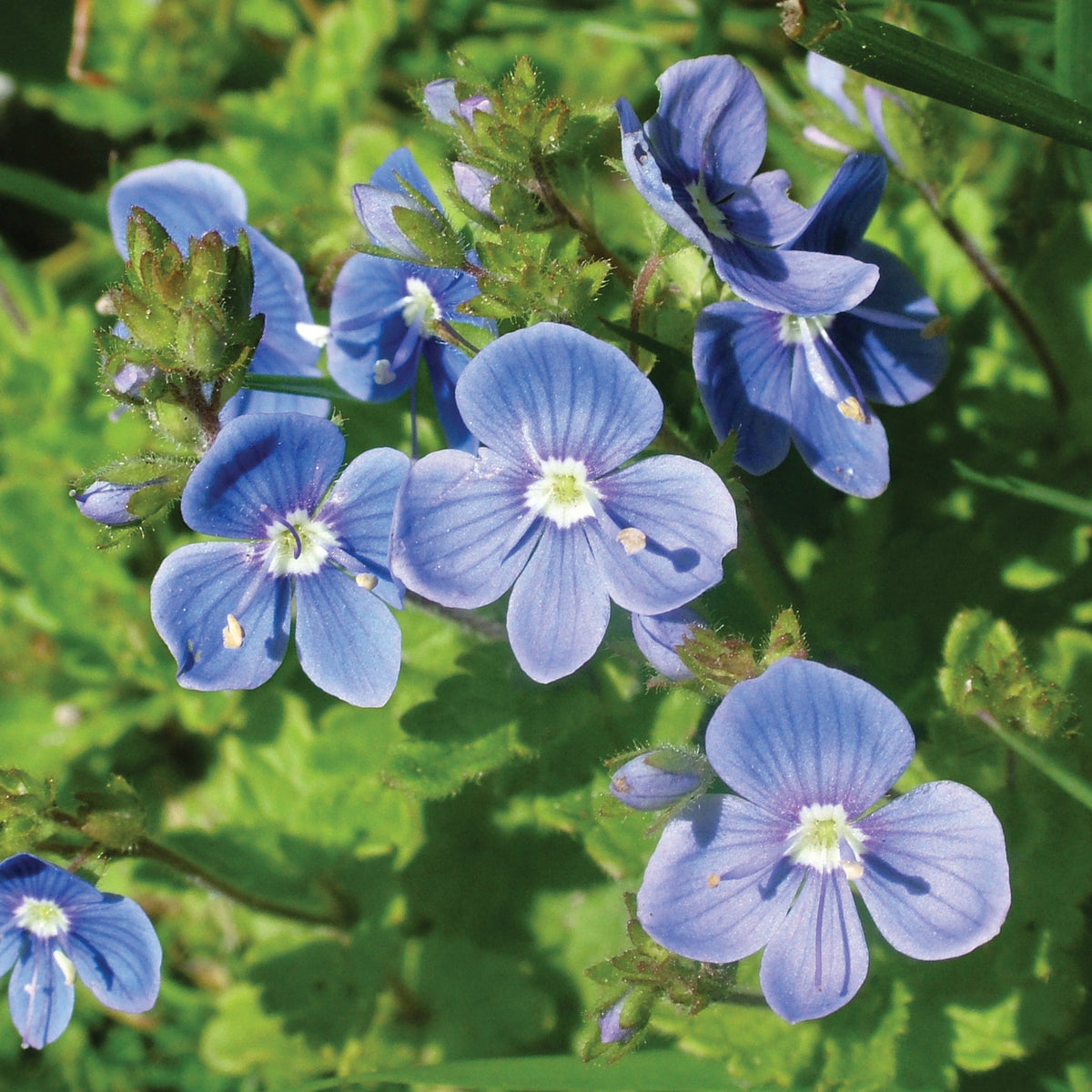 Speedwell