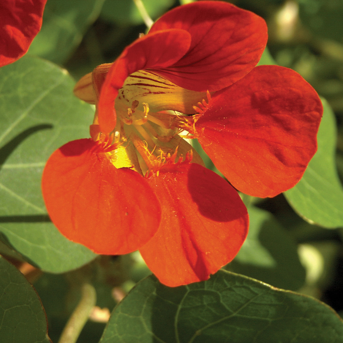 Nasturtium