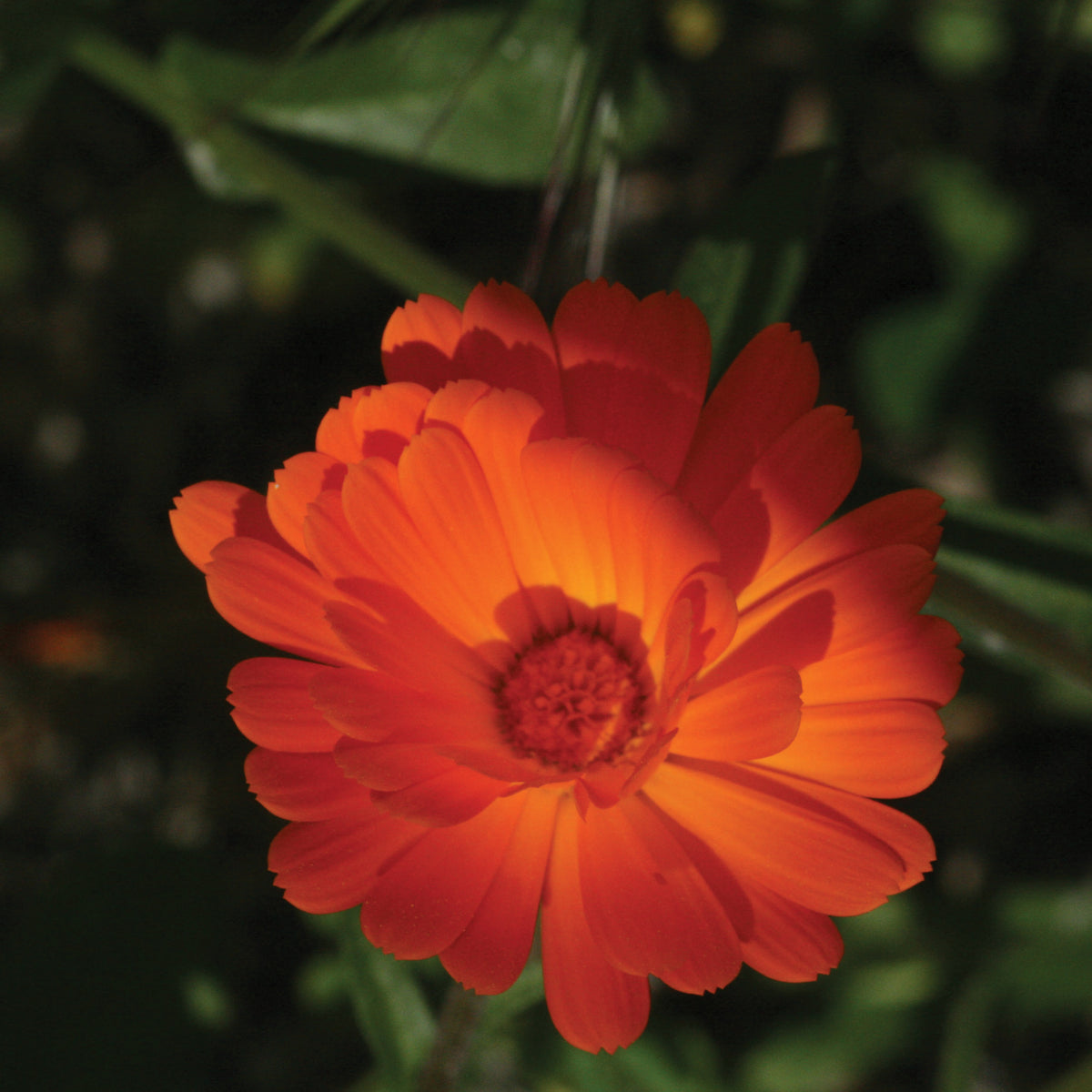 Marigold