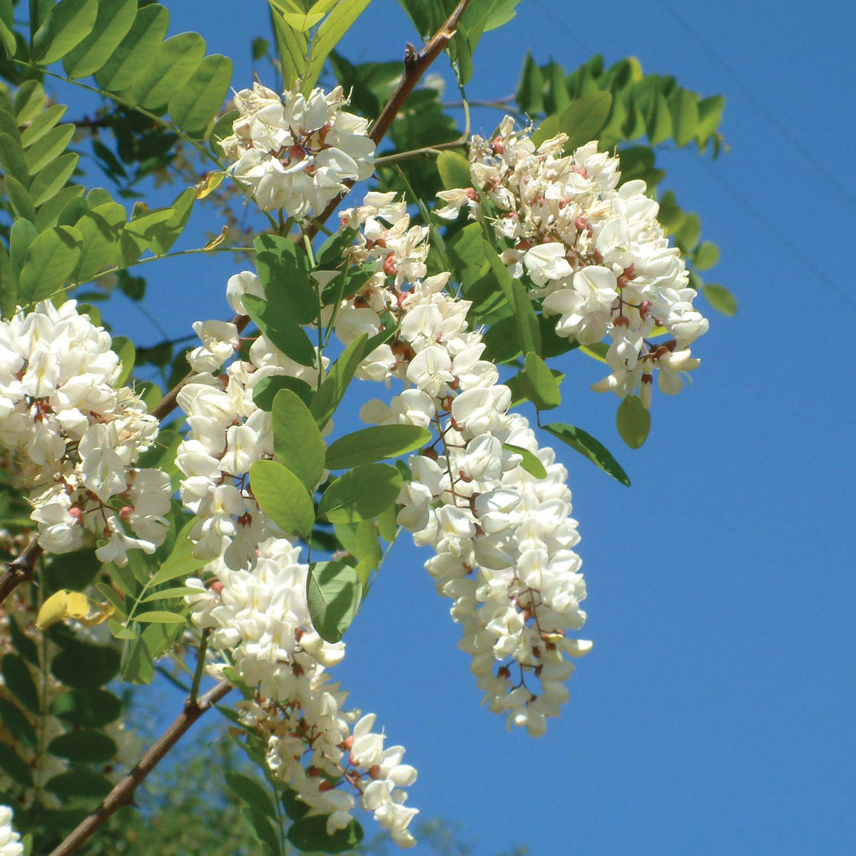 Black Locust