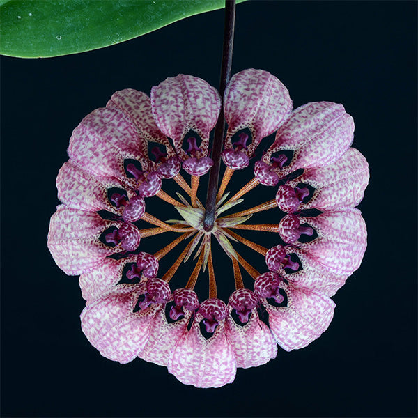 Couronne de sérénité