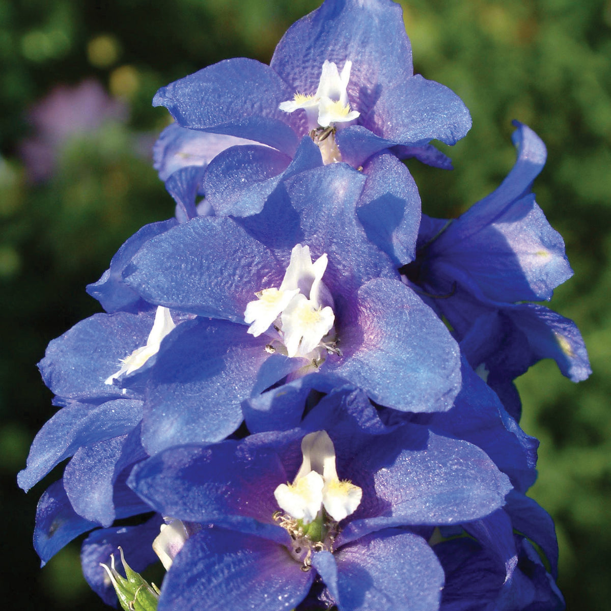Delphinium