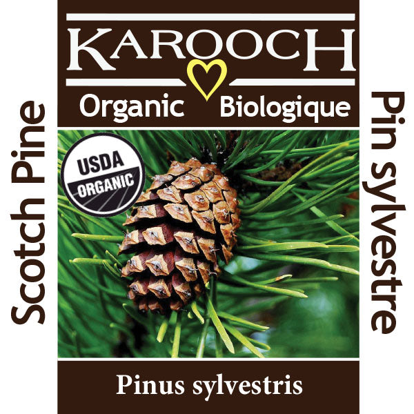 Scotch Pine Needle Organic