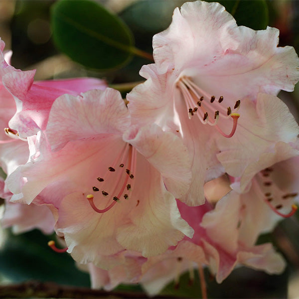 Brocart de Rhododendron +