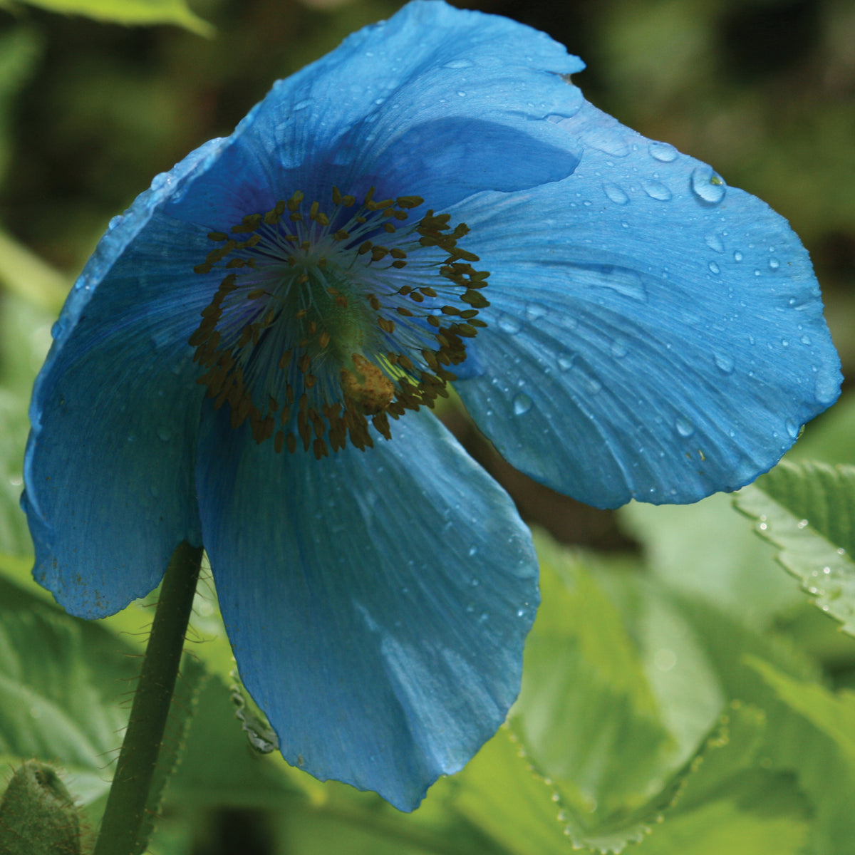 Pavot bleu de l&#39;Himalaya