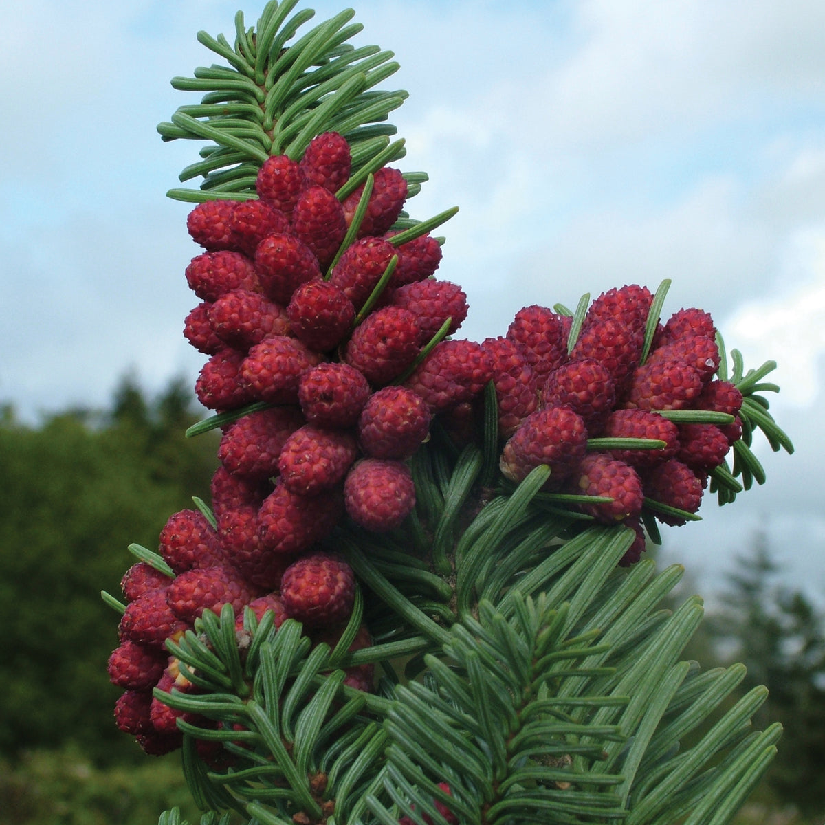 Siberian Spruce
