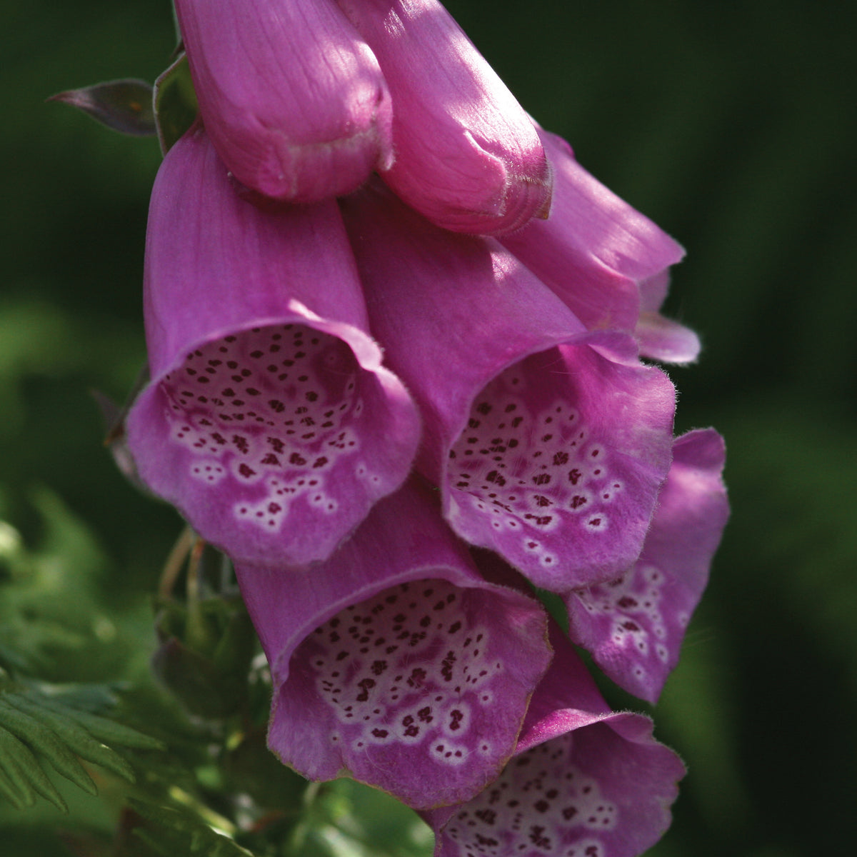 Foxglove