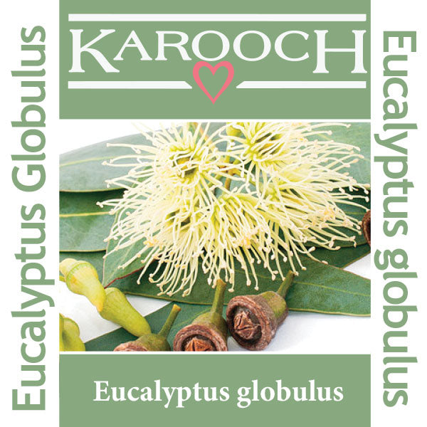 Eucalyptus Globulus