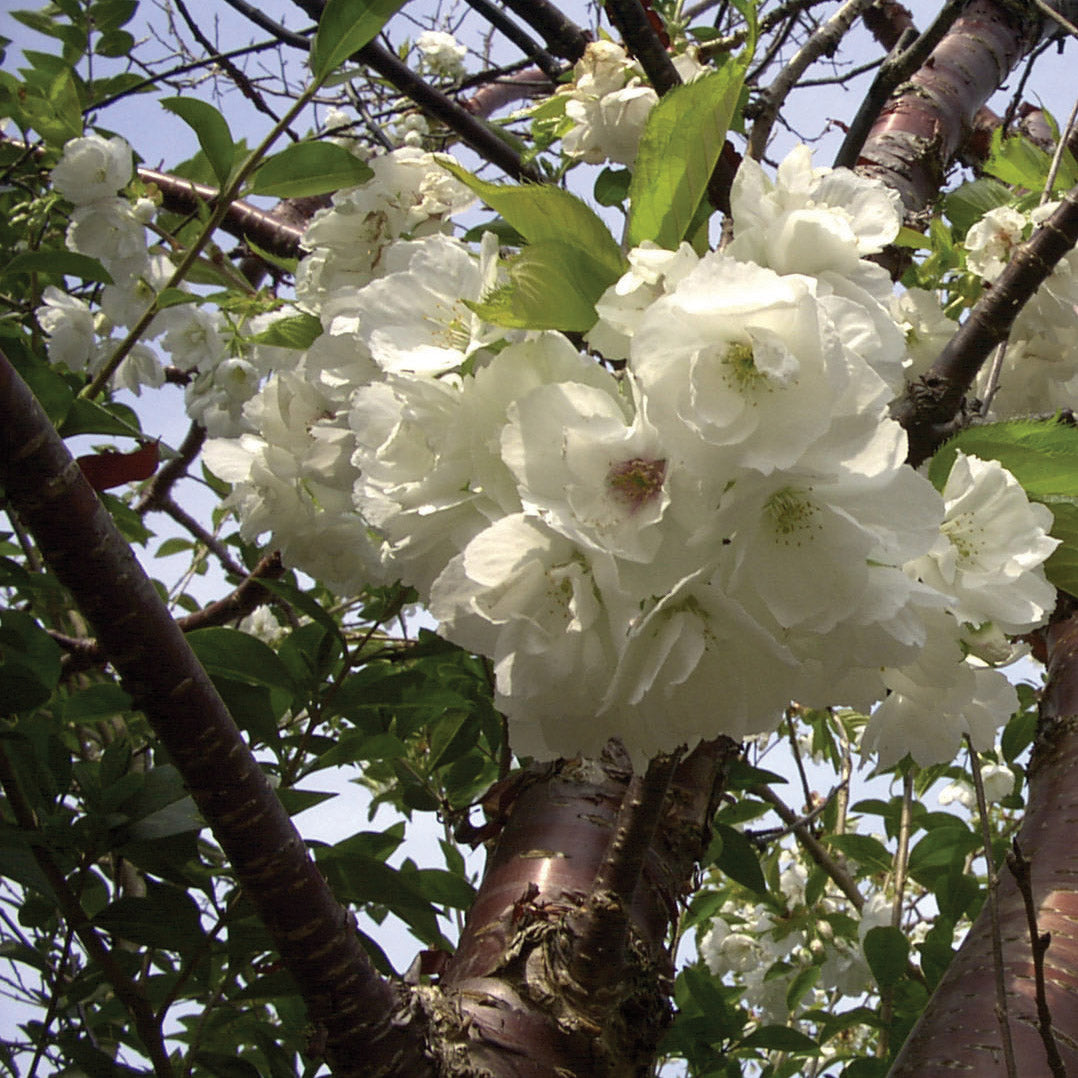 White Cherry