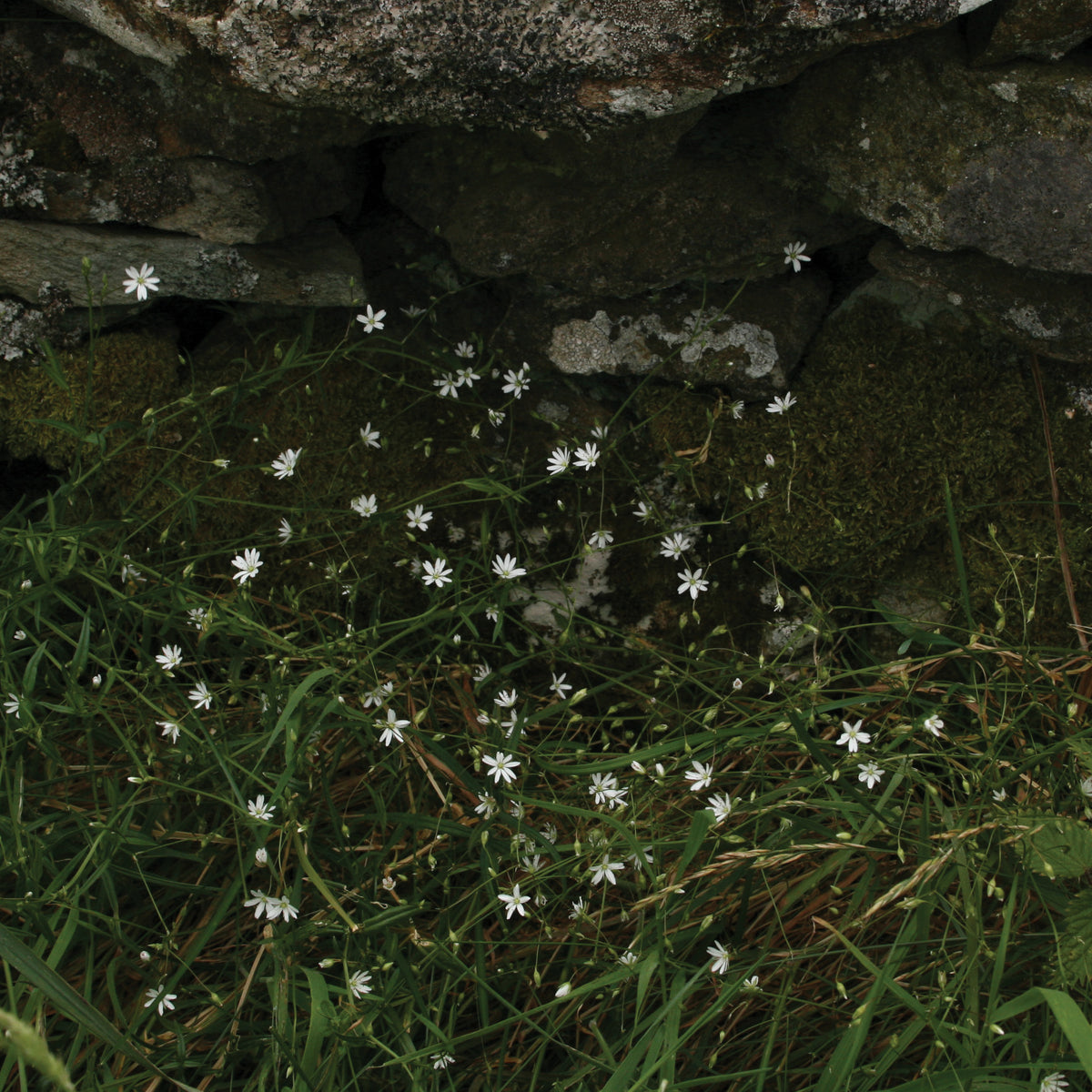 Lesser Stitchwort