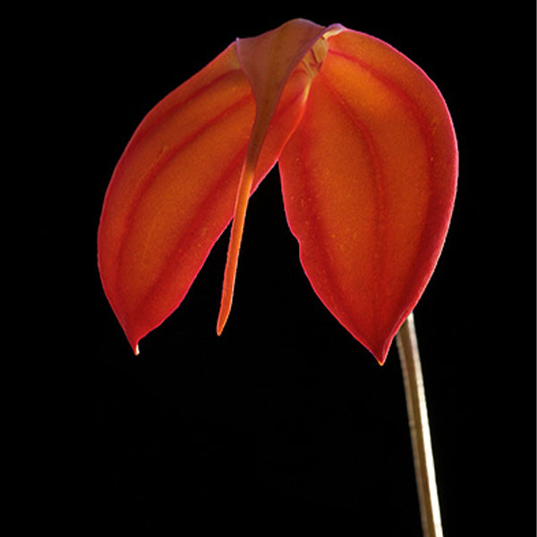 Feu de vie