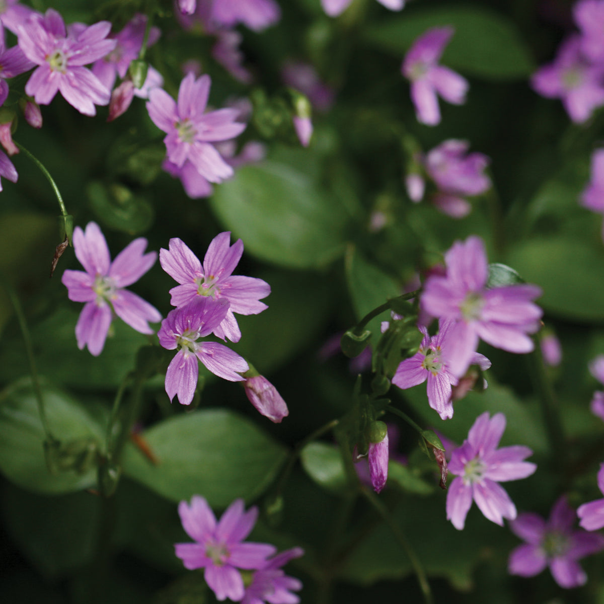 Pink Purslane