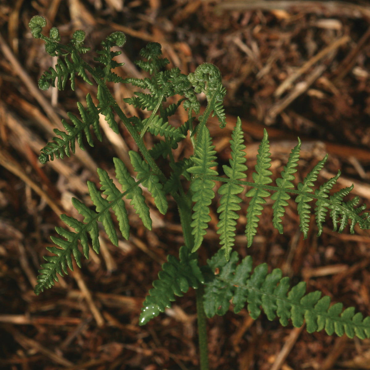 Bracken Alc