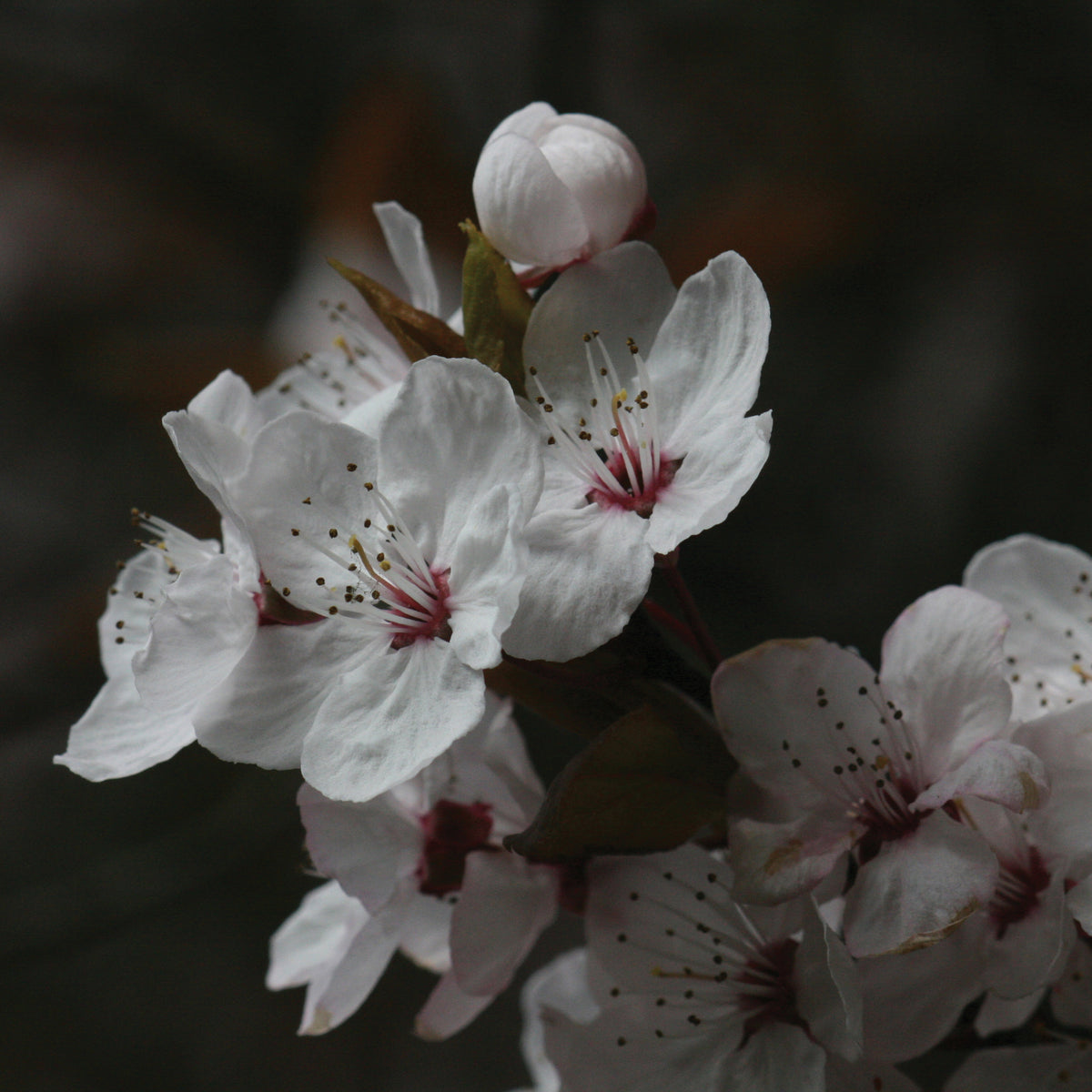 Fuji Cherry