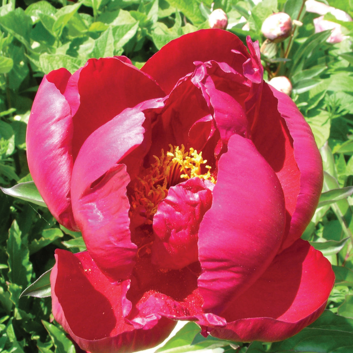 Deep Red Peony