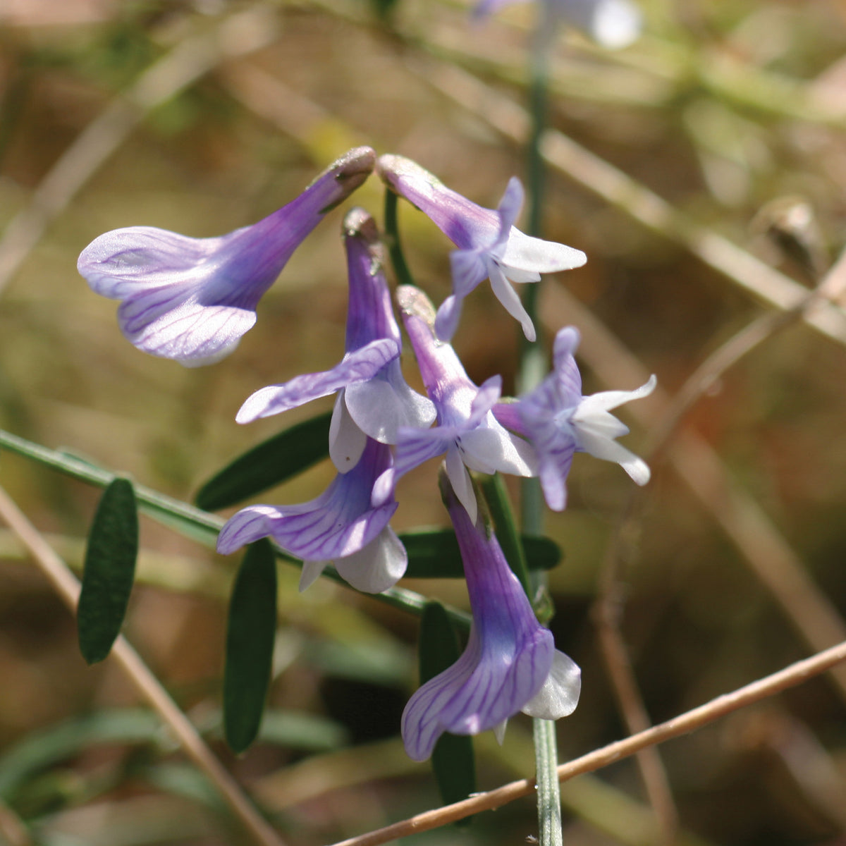 Dwarf Purple Vetch