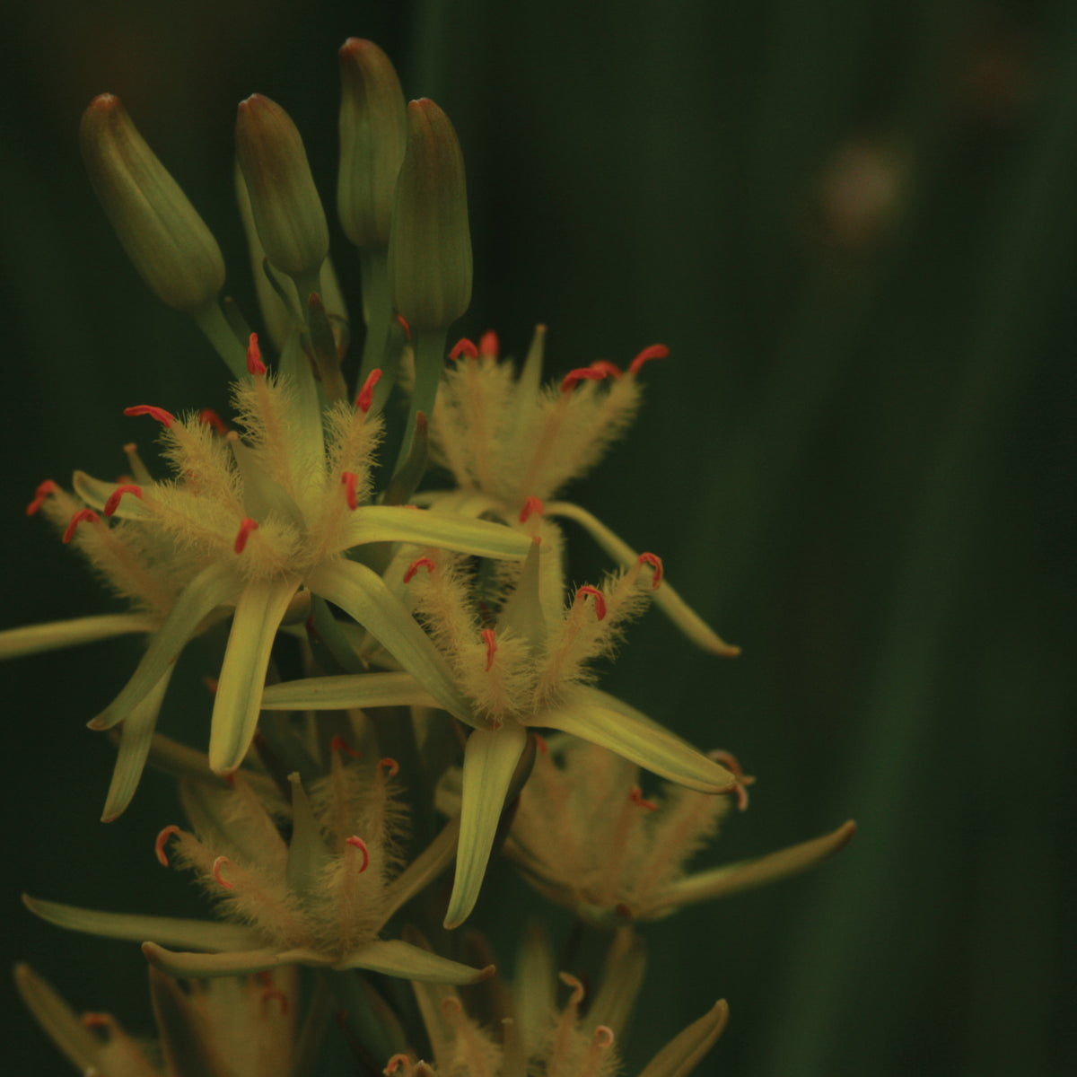 Bog Asphodel