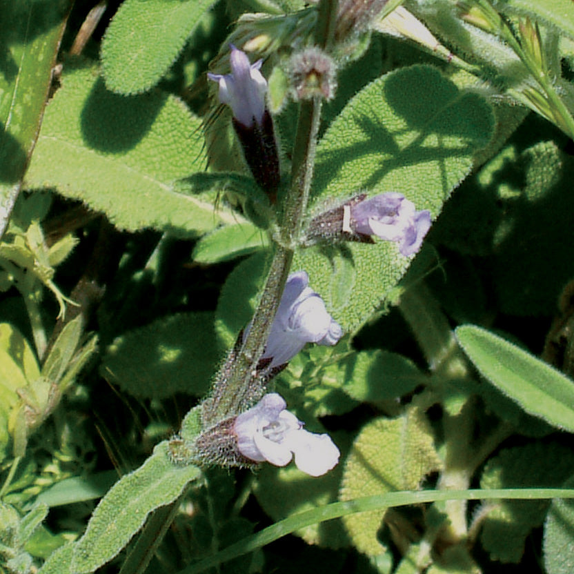 Mediterranean Sage