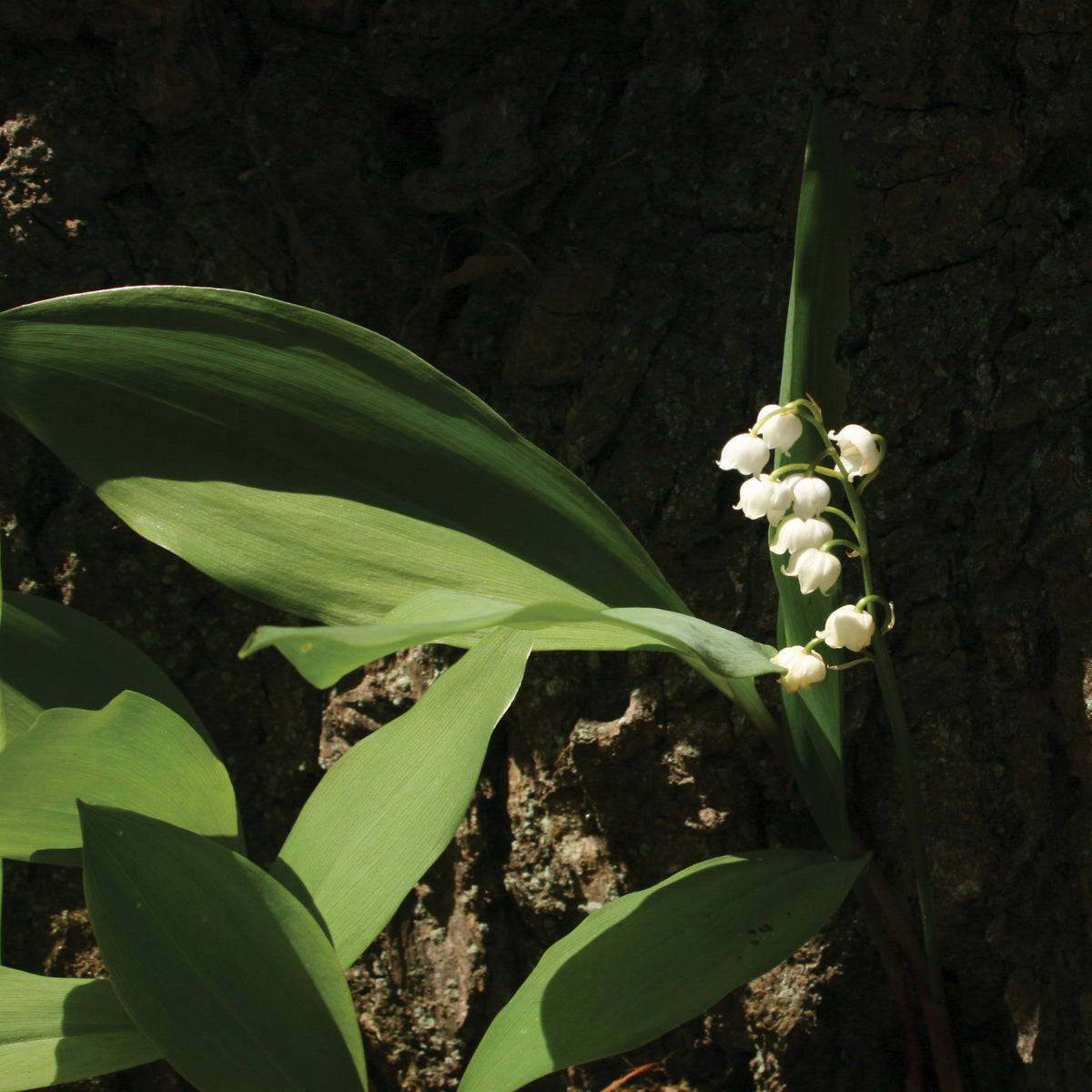 Lily Of The Valley