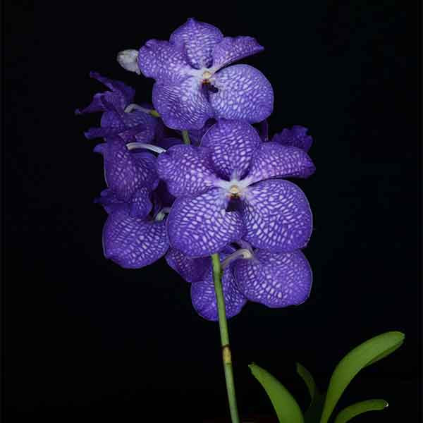 Ange bleu