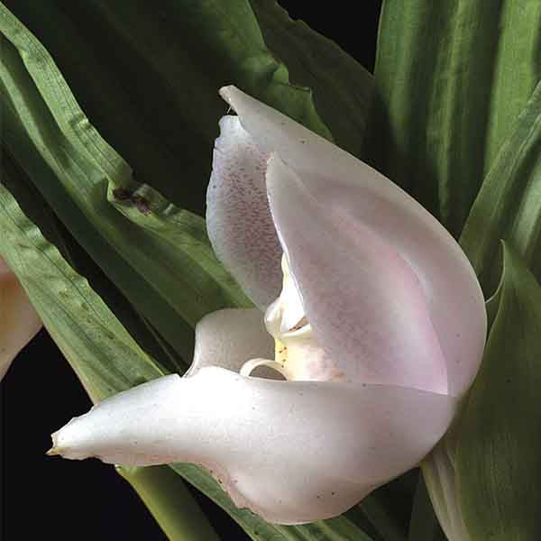Paix illimitée