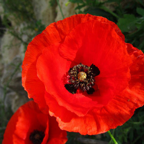 Coquelicot rouge