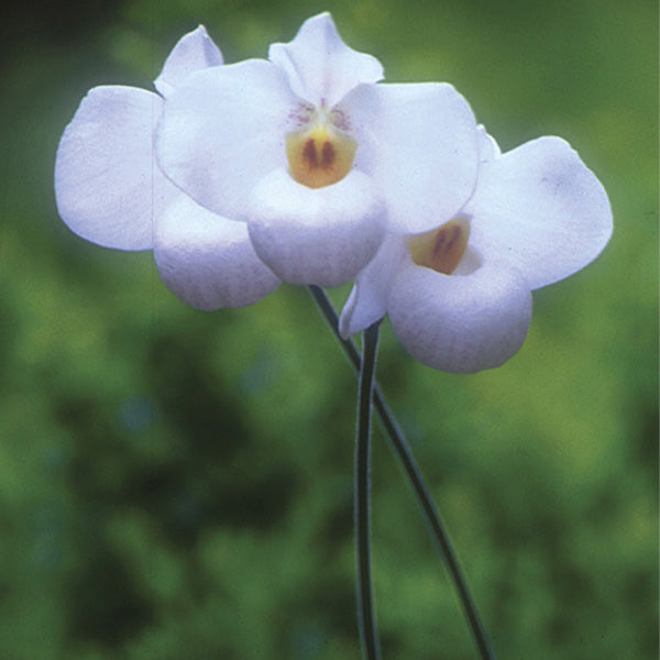 Pureté de coeur