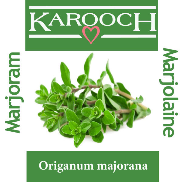 Marjoram Egypt