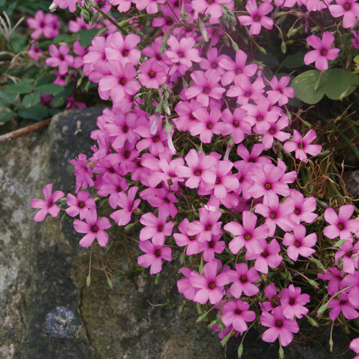 Soapwort