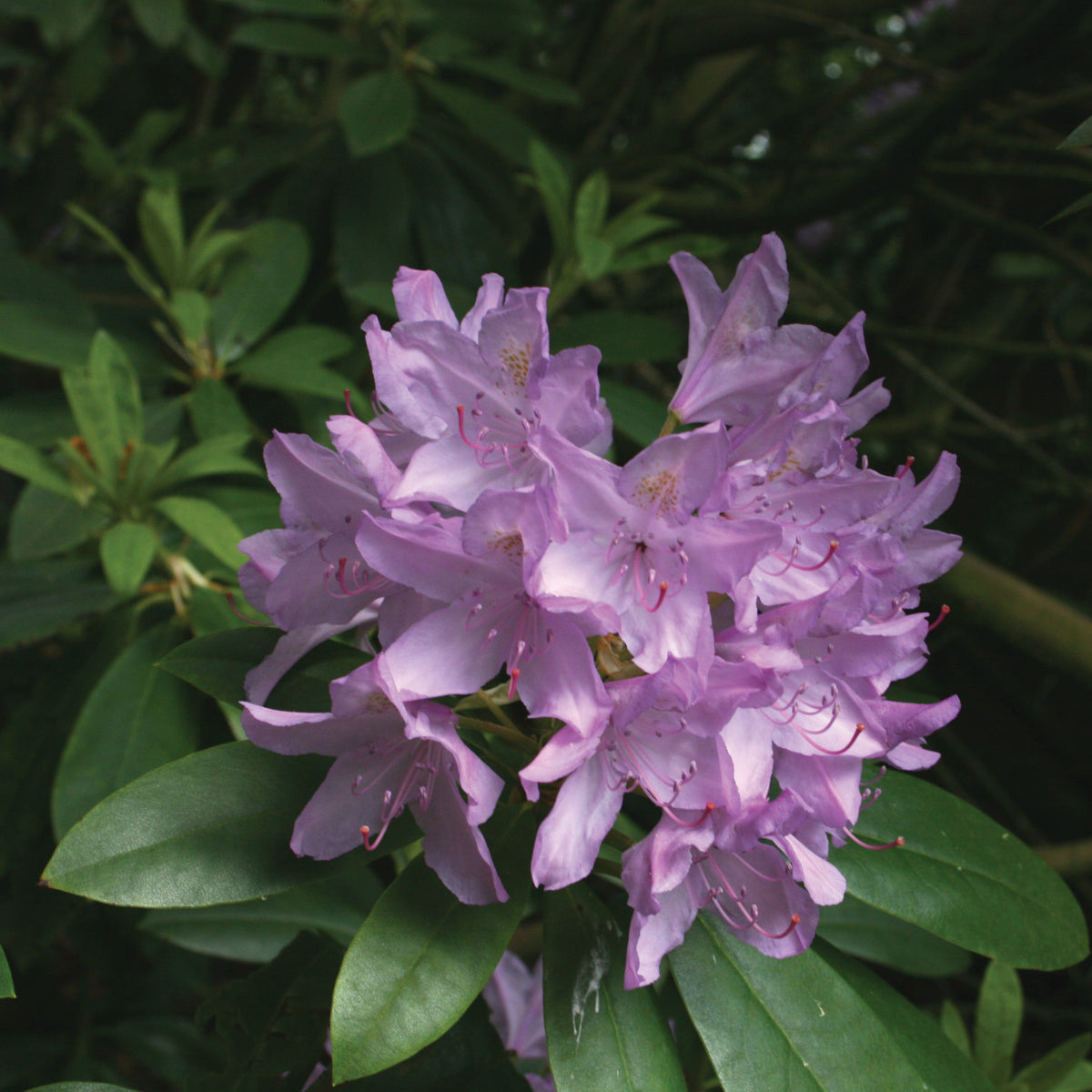 Rhododendron