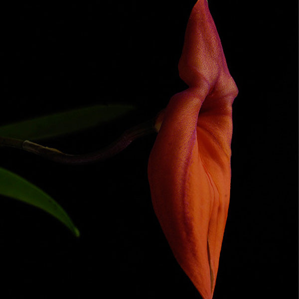Fournaise de la vie