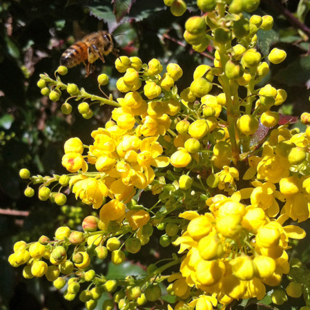 Mahonia