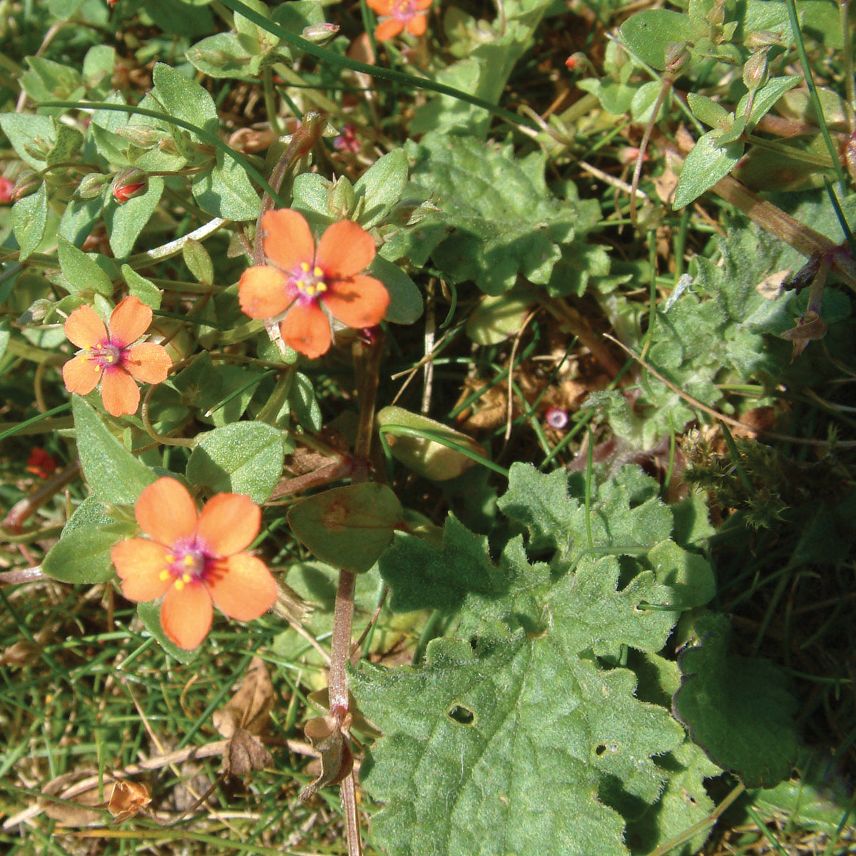 Scarlet Pimpernel