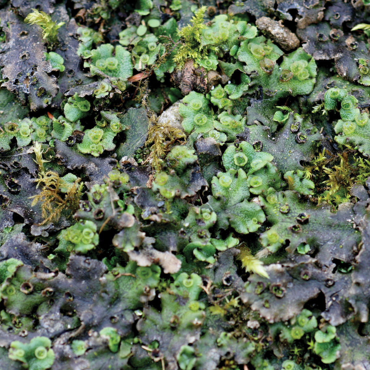 Lichen