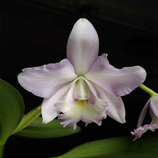 Canopée angélique
