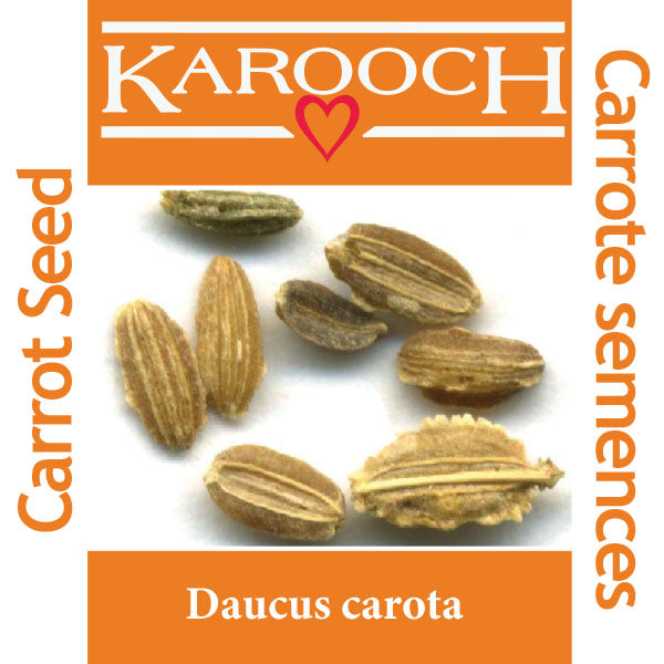 Carrot Seed India