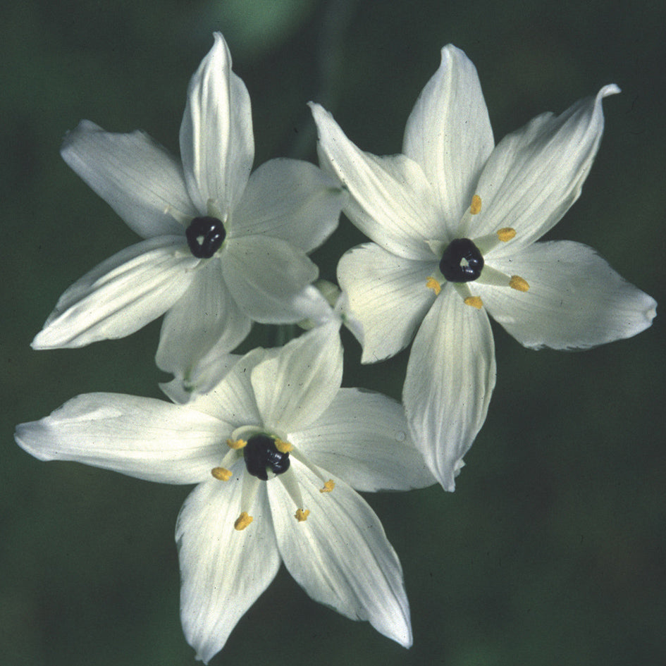 Star Of Bethlehem B