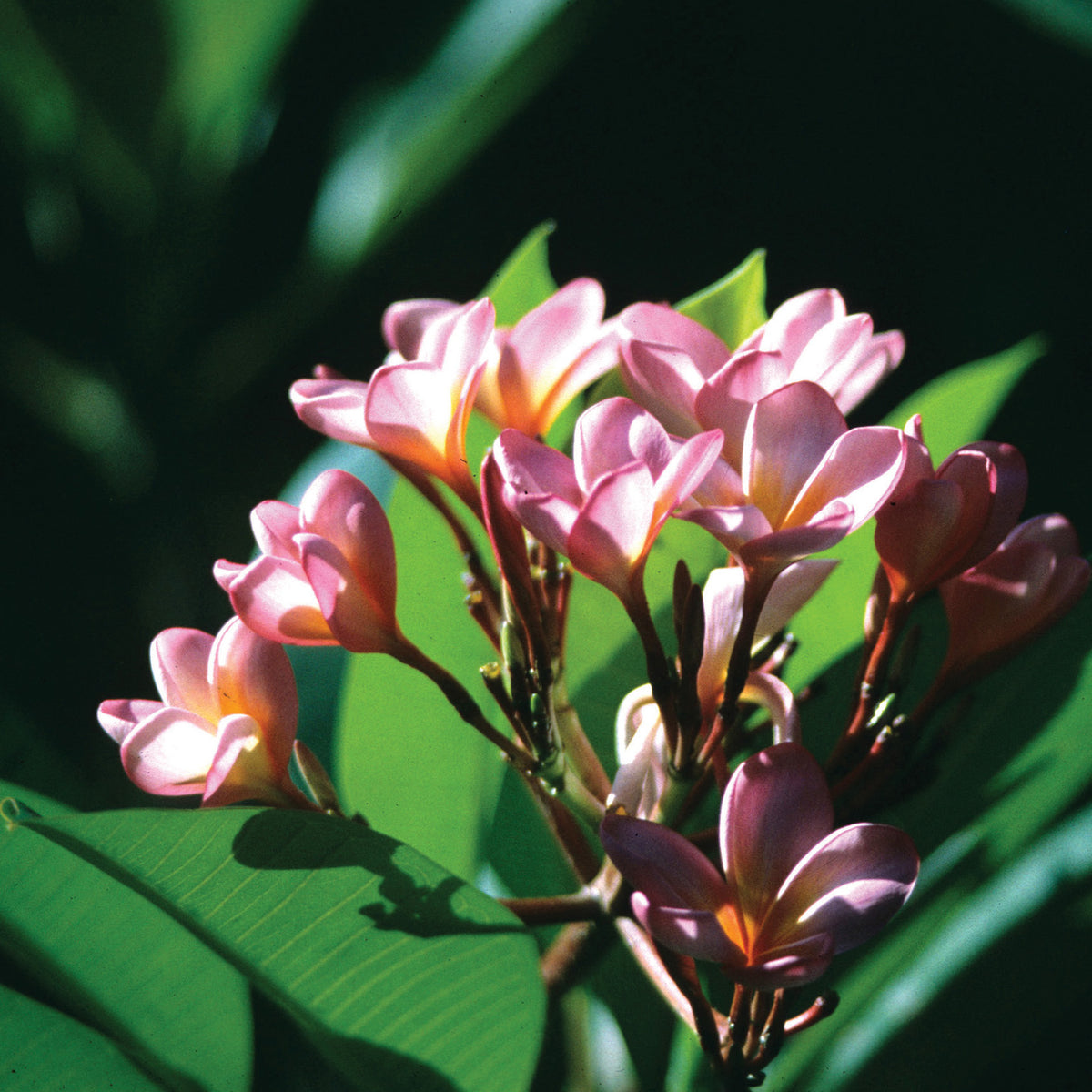 Frangipani Red