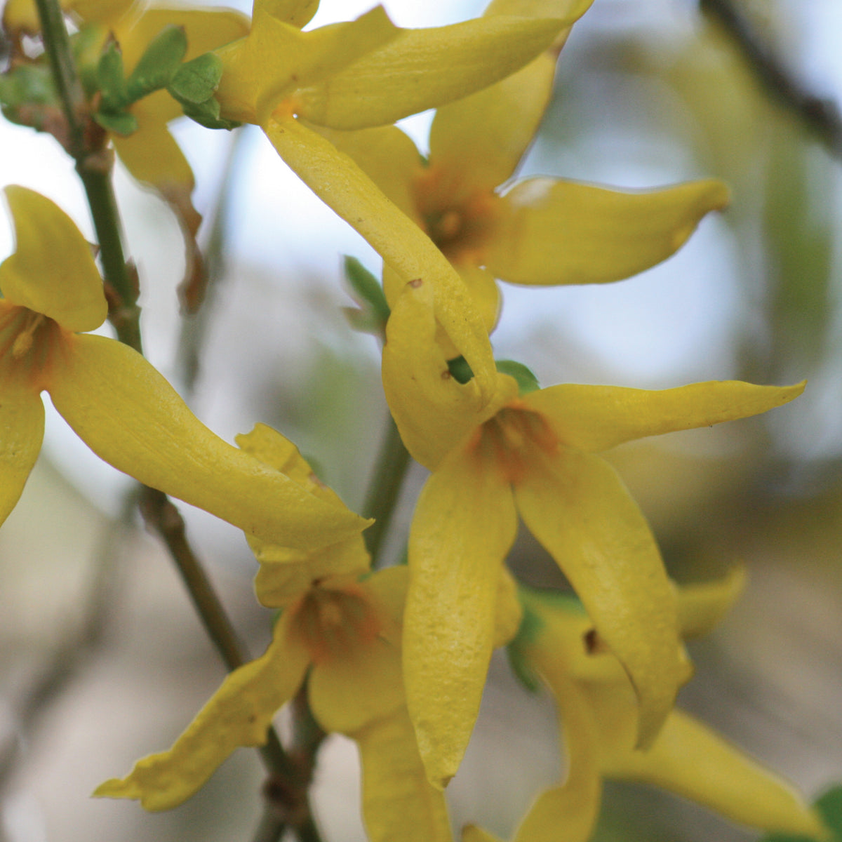 Forsythia