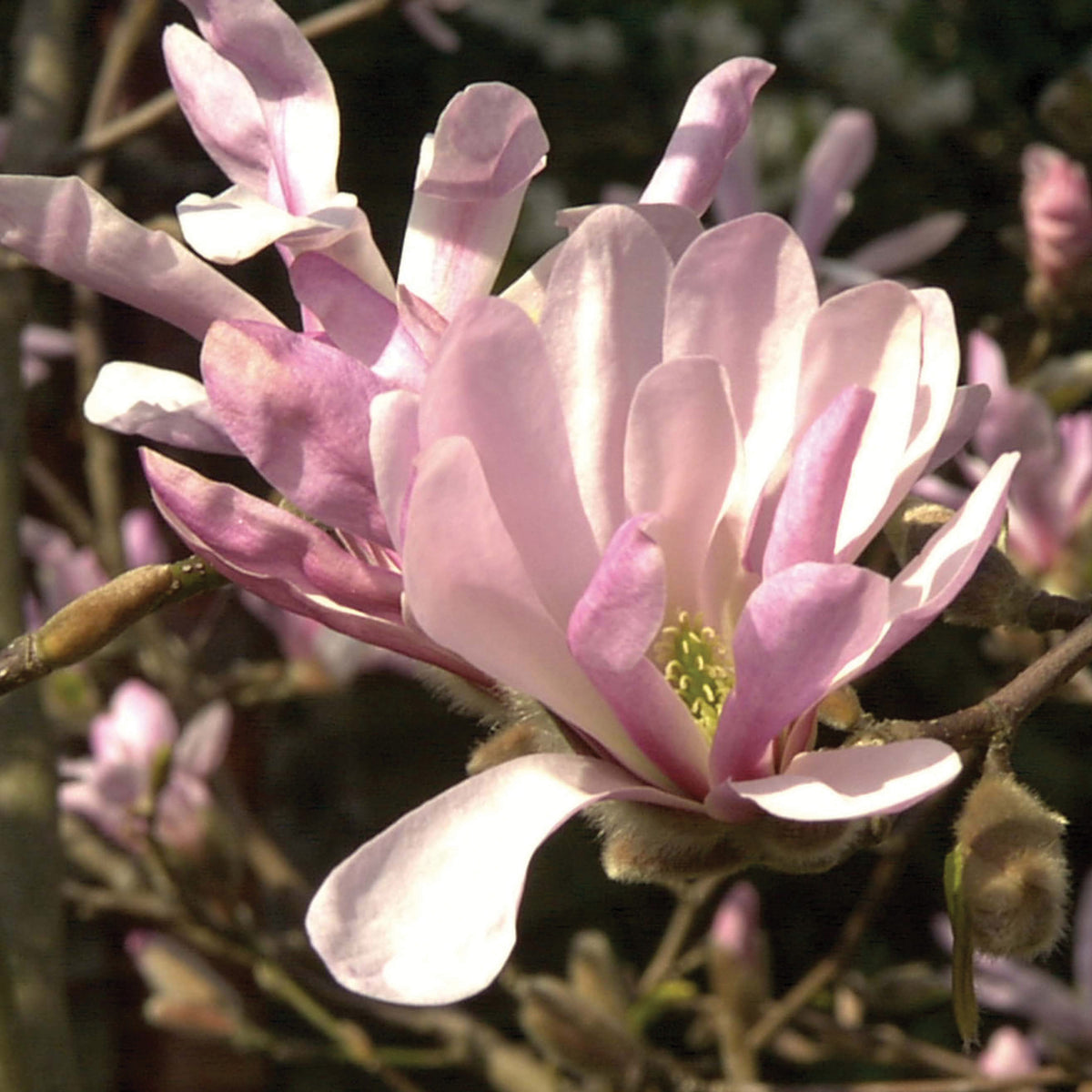 Magnolia