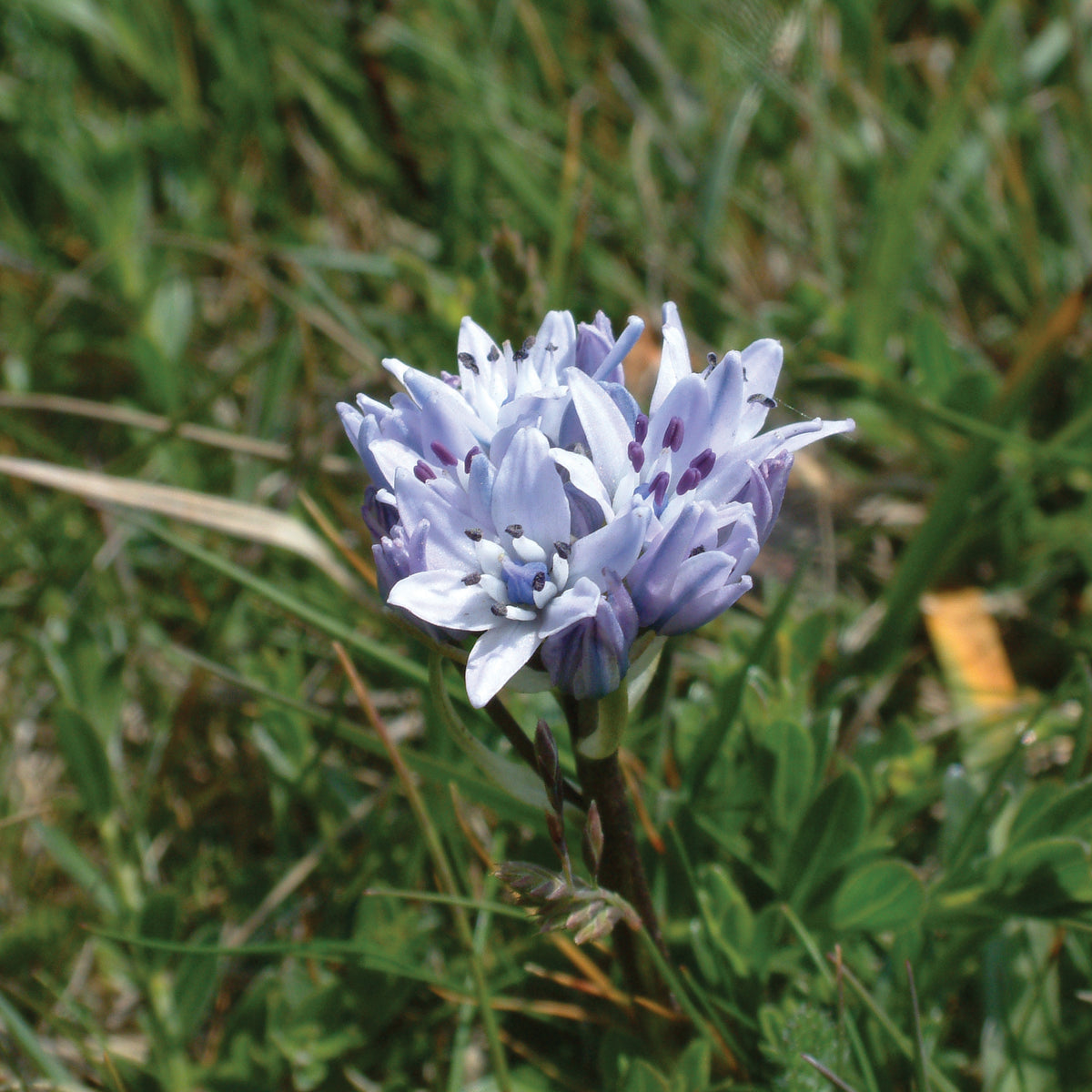 Spring Squill