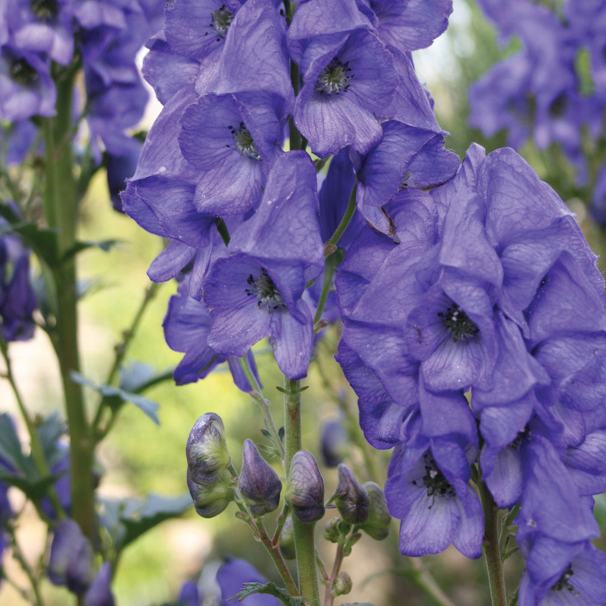 Monkshood