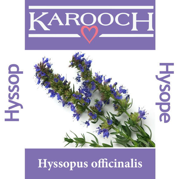 Hyssop